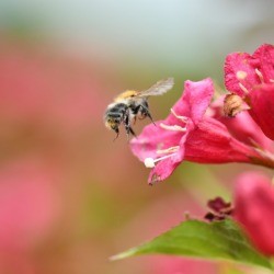A bumble bee on a flower.