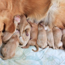 Golden retriever with puppies.