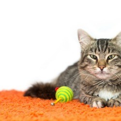 A cat laying on orange carpet.