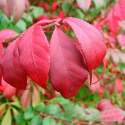 Burning bush leaves.