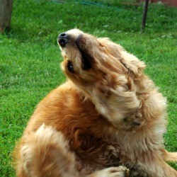 A dog scratching at flea bites.