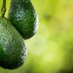 Two avocados growing on a tree.