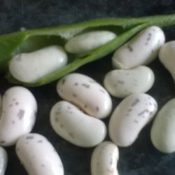 Green beans that have ripened entirely.