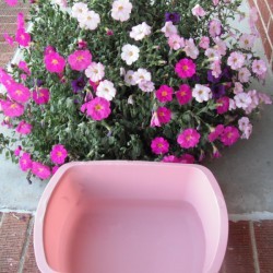 Watering Hanging Baskets - hanging basket and plastic tub