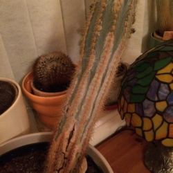 Cactus Turning Brown