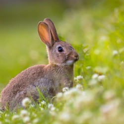 Bunny