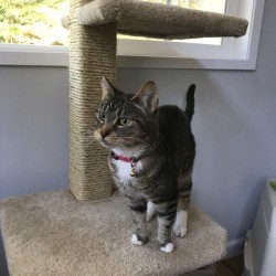 Refinishing a Cat Tree - Jelly on lower shelf of refurbished cat tree