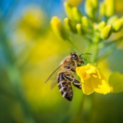 Bee on a Flower