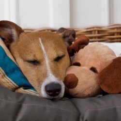 Dog With Stuffed Toy
