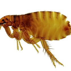 Flea Questions
