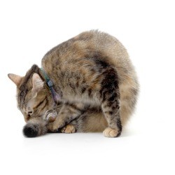 Cat pulling it's Hair