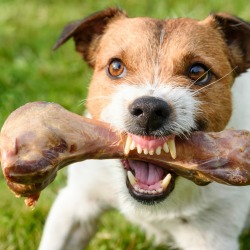 Aggressive Dog Holding Bone