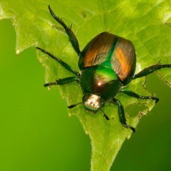 Japanese Beetle