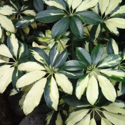 3 Organic Ways to Control Insects In Your Garden - variegated green and cream leafed plant 