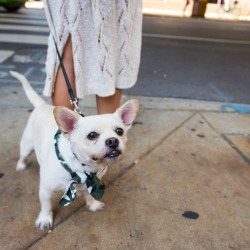 Chihuahua Mix