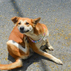 Scratching Dog