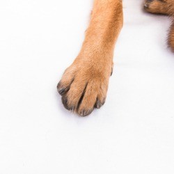 Dog's Paw