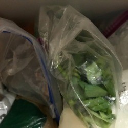 Freezing Green Onions - bag and freeze