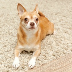 Chihuahua on Carpet