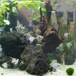 Aquarium with rocks and Angelfish