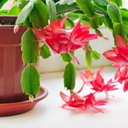 Christmas Cactus
