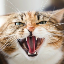 Close up of aggressive domestic cat