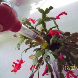Turkey Baster for Watering Houseplants - watering a Christmas cactus