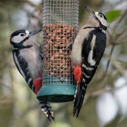 2 birds on a feeder.