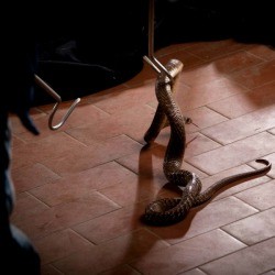 Snake Being Captured