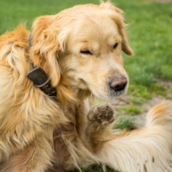 Dog Scratching at Fleas
