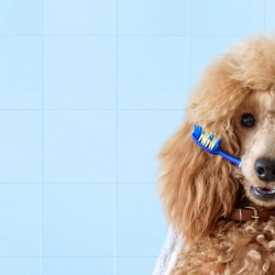 Poodle Ready for Bath