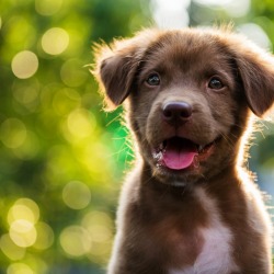 Puppy