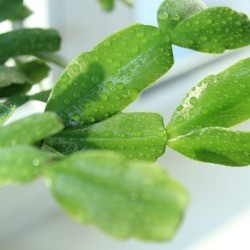Christmas Cactus Leaves