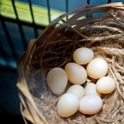 Finch Eggs
