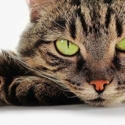 Close-up of Tabby Cat