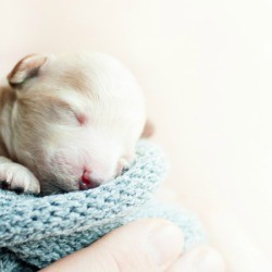 Very Young Puppy