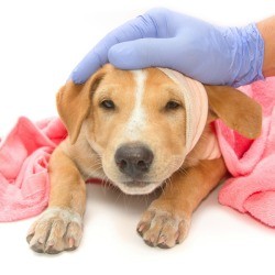 Sick Puppy