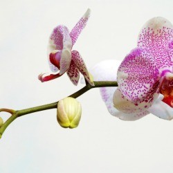 Pink Spotted Orchid