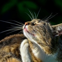 Cat Scratching at Fleas