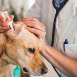 Dog Getting Ear Drops at Vet