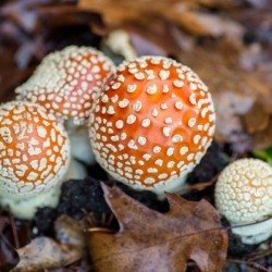 Forest Fungus
