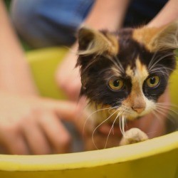 Kitten Getting Bathed
