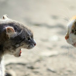 Cat Hissing at another cat