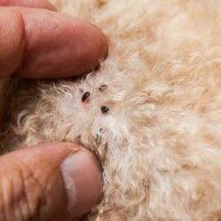 Ticks on Dog