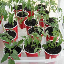 Grow your Own Tomato Plants - plants in cups