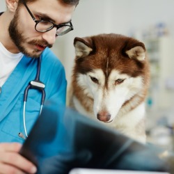 Dog and Vet Looking at X-Ray