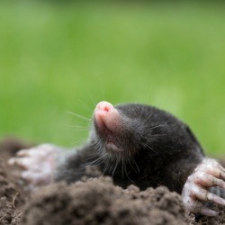 Mole coming out of a mole hole.