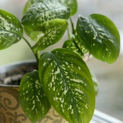 Dieffenbachia