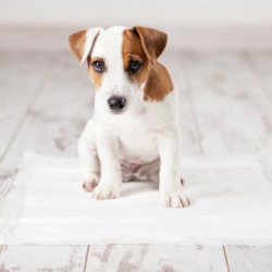 Puppie on a disposable pee-pad.