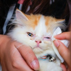 Kitten getting it's crusty eyes wiped.